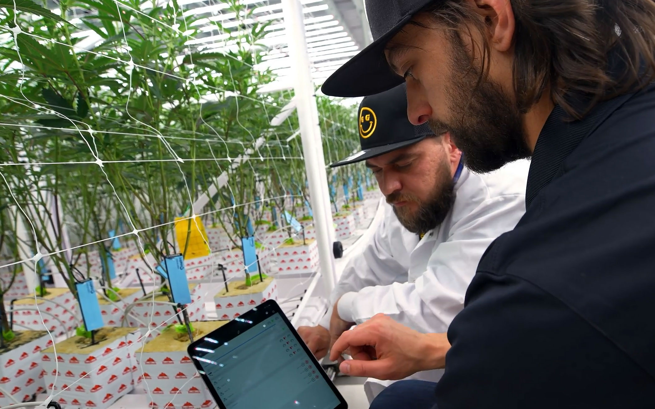Climate control sensors being installed in grow facility