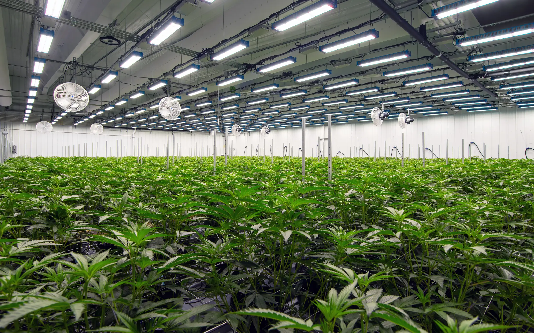 Professional grow operation showcasing irrigation results